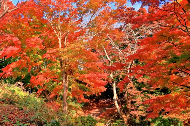 宮城県 県民の森の写真3