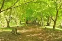 宮城県 県民の森