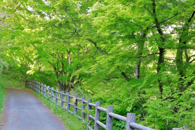 宮城県 県民の森の写真5