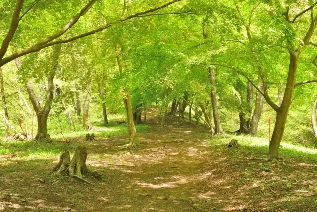 宮城県 県民の森の写真1