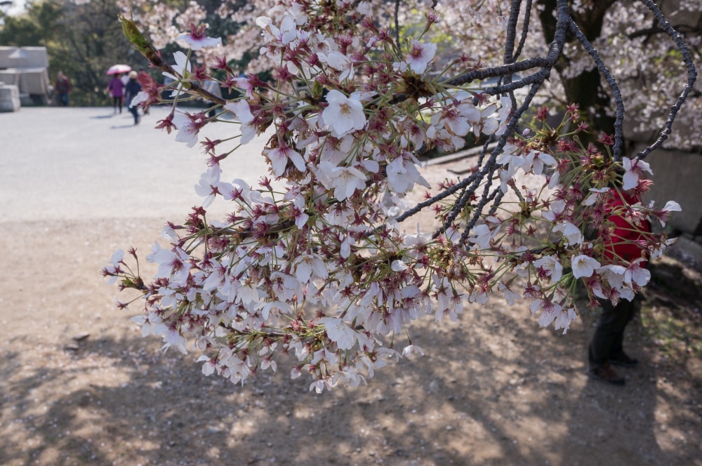 大阪城公園の写真2