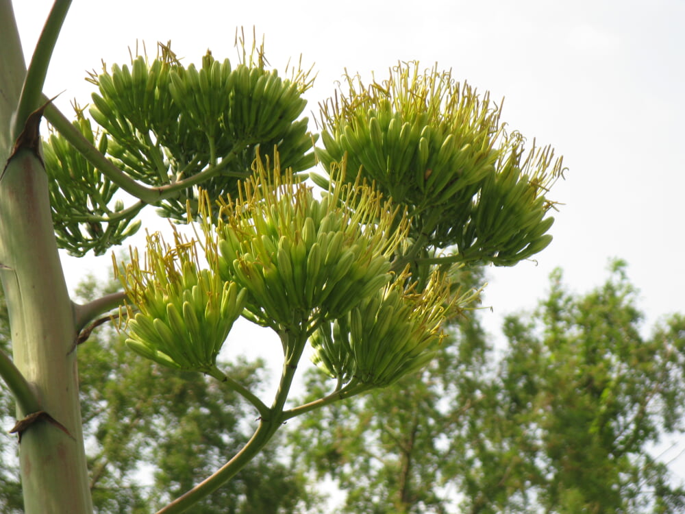 大阪府立花の文化園の写真5