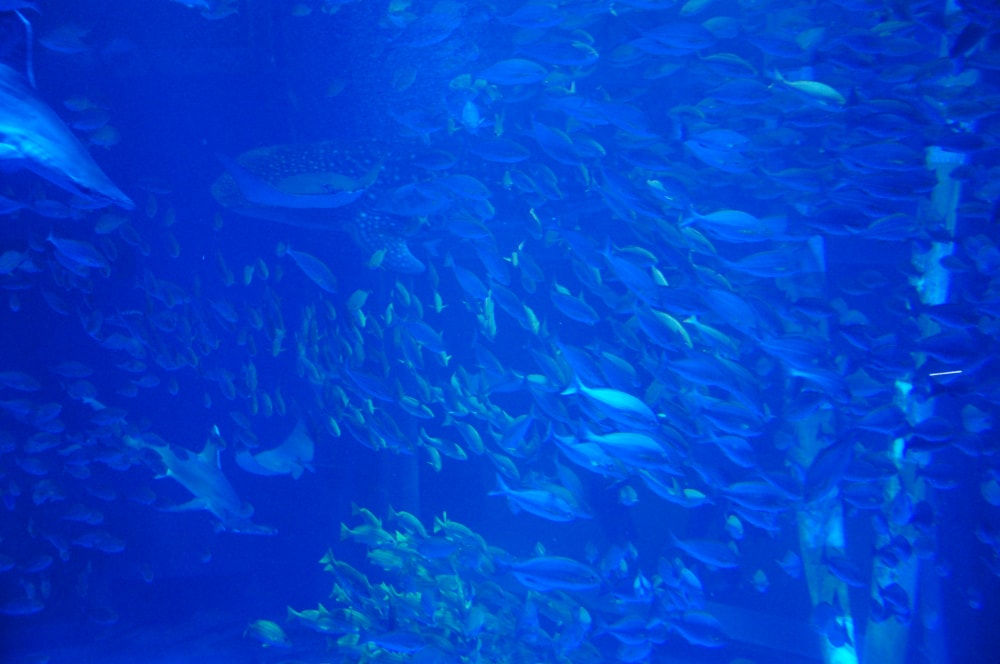 のとじま水族館の写真3