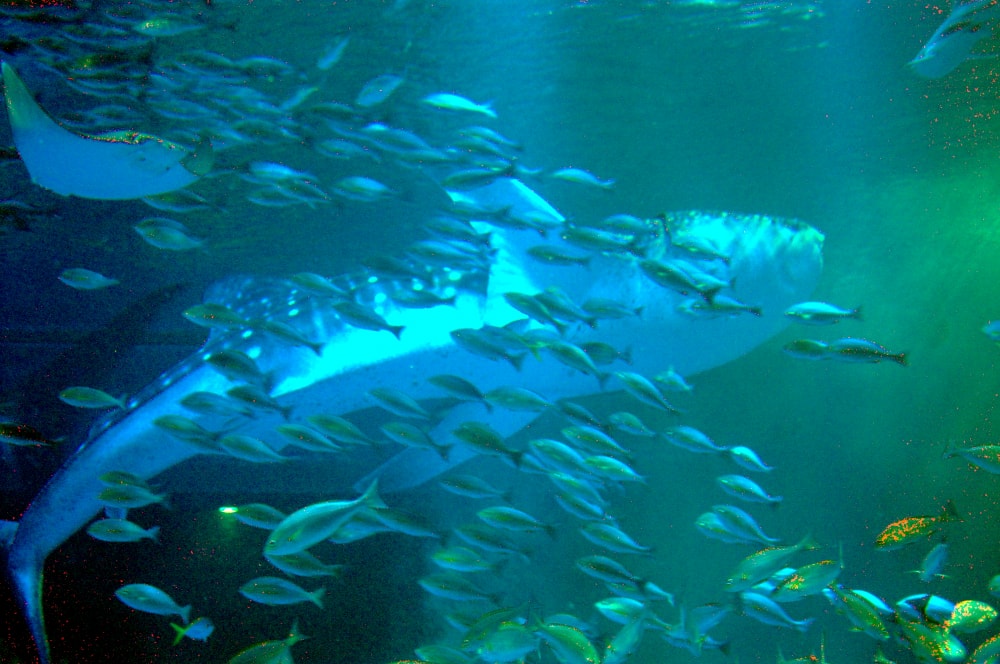 のとじま水族館の写真4