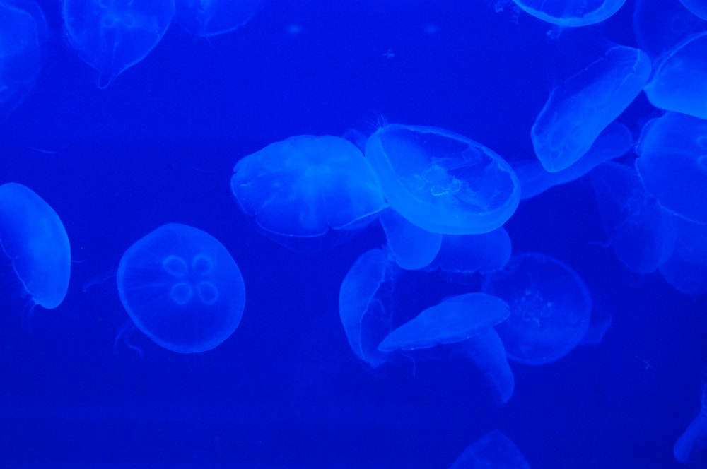 のとじま水族館の写真5