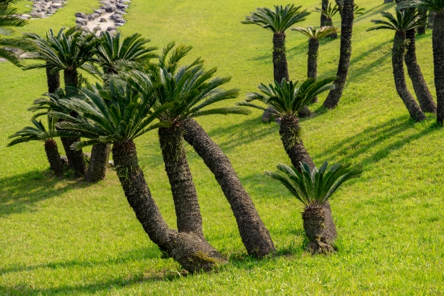 鹿児島県立 吉野公園の写真4