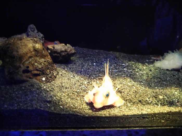 沼津港深海水族館 シーラカンス・ミュージアムの写真2