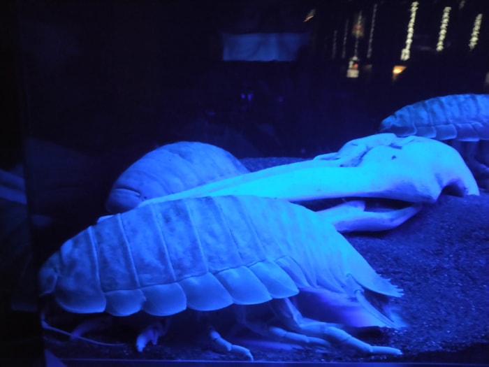 沼津港深海水族館 シーラカンス・ミュージアムの写真3