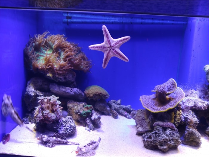 沼津港深海水族館 シーラカンス・ミュージアムの写真4