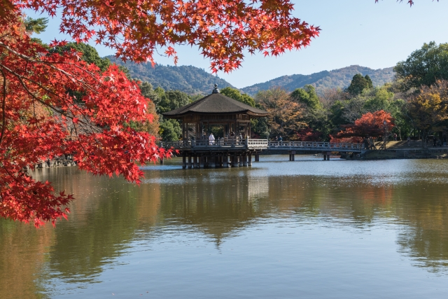 奈良公園の写真2