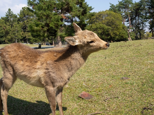 奈良公園の写真4