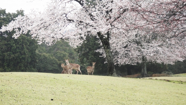 奈良公園の写真5