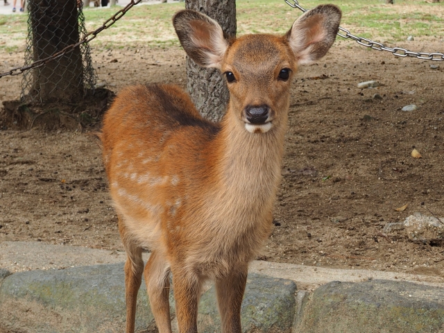 奈良公園の写真6