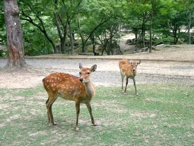 奈良公園の写真1