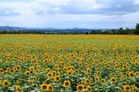 ひまわりの丘公園