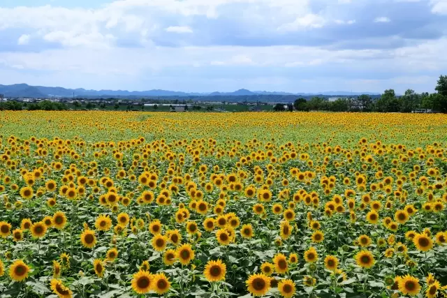 ひまわりの丘公園の写真1