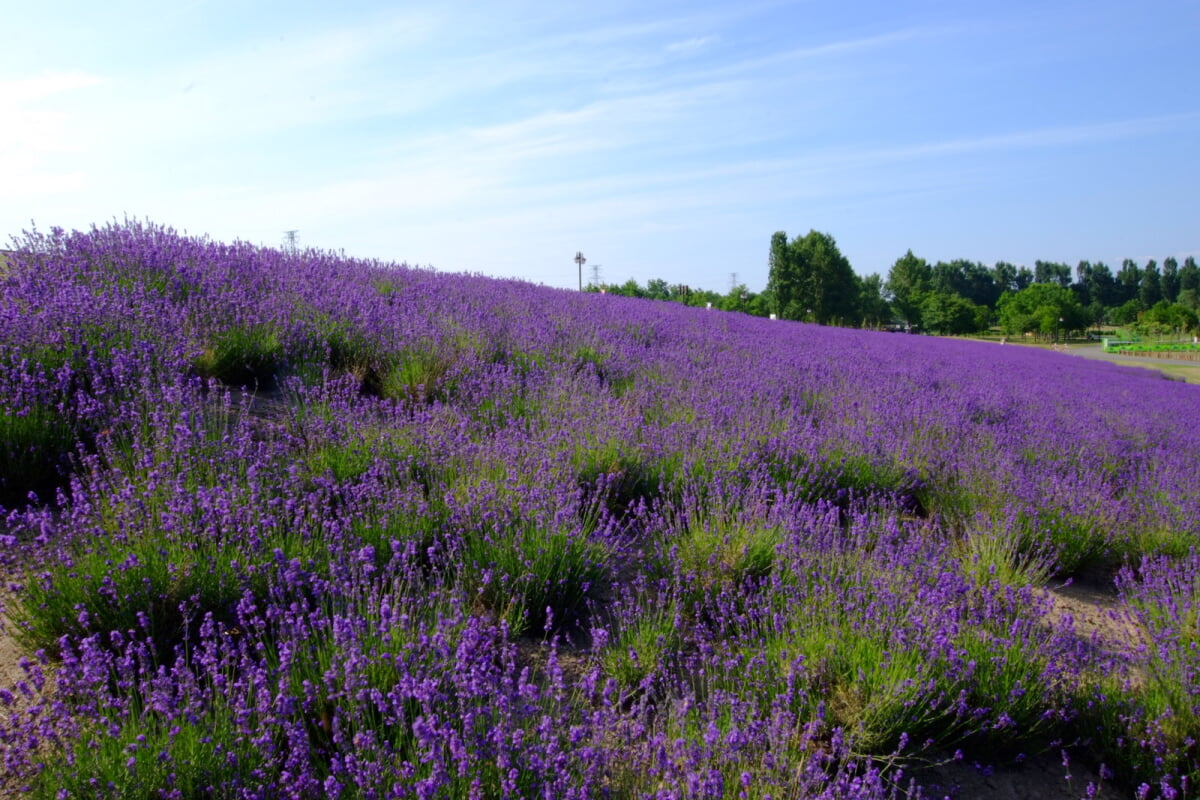 サッポロさとらんどの写真3