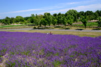 サッポロさとらんど