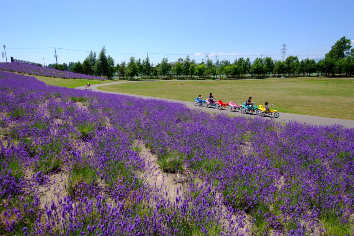 サッポロさとらんどの写真6