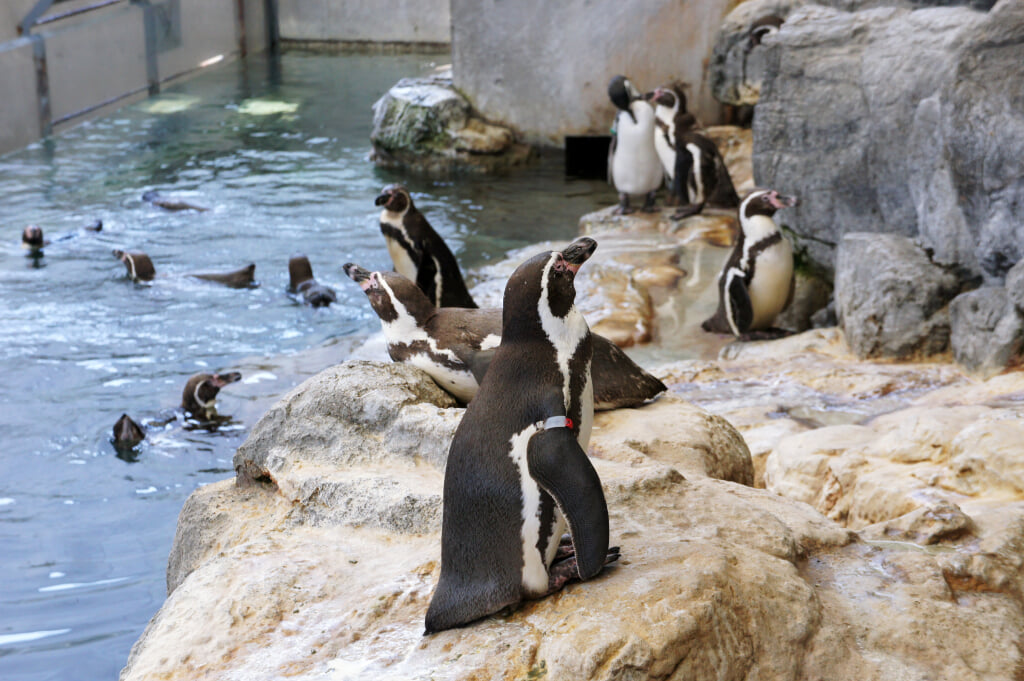 城崎マリンワールドの写真11