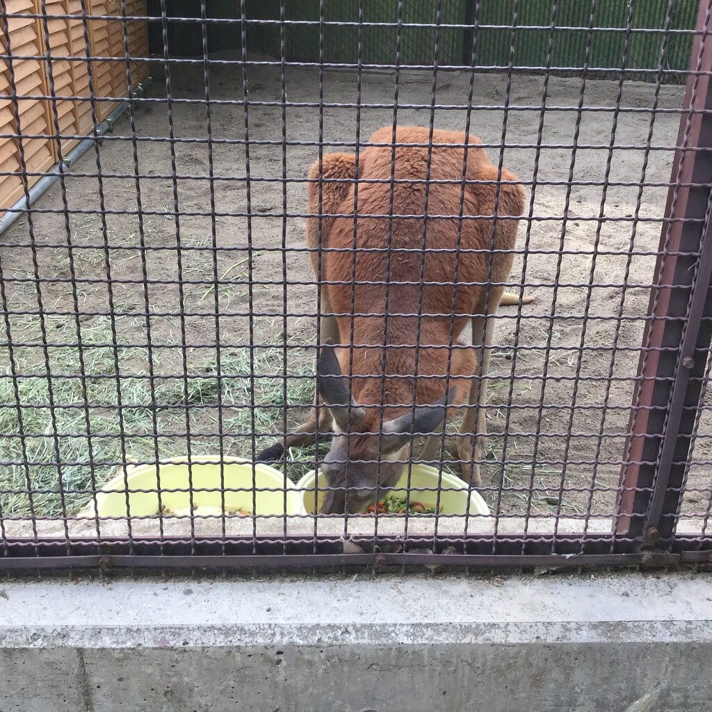 須坂市動物園の写真1