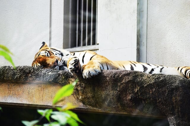 いしかわ動物園の写真2