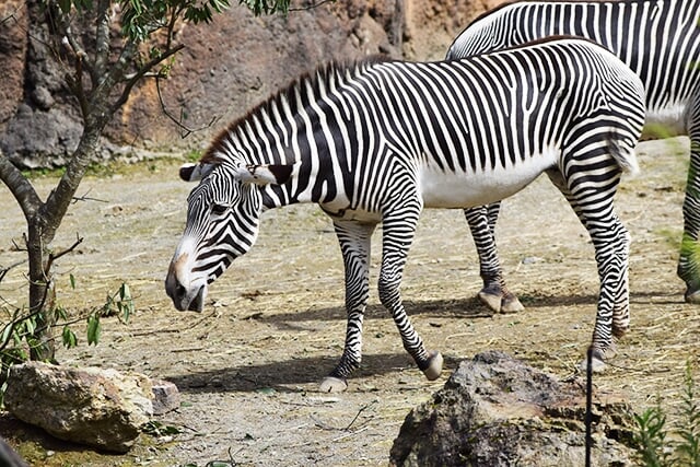 いしかわ動物園の写真3