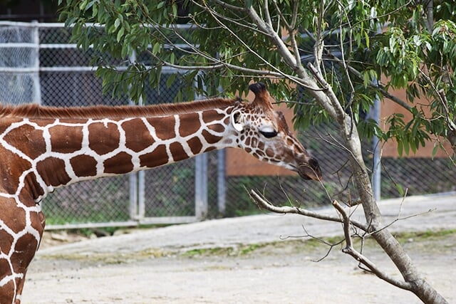 いしかわ動物園の写真4