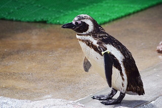 いしかわ動物園の写真5