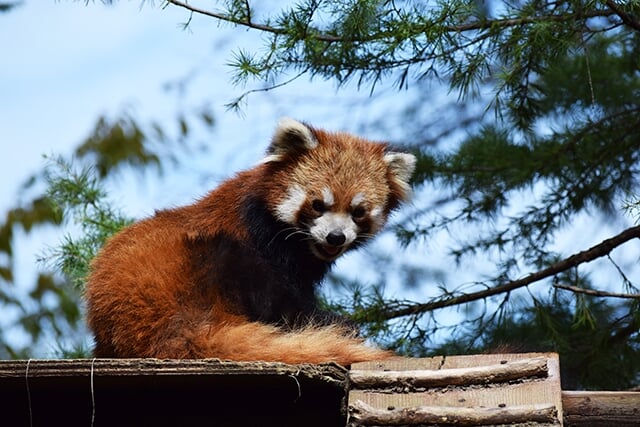 いしかわ動物園の写真6
