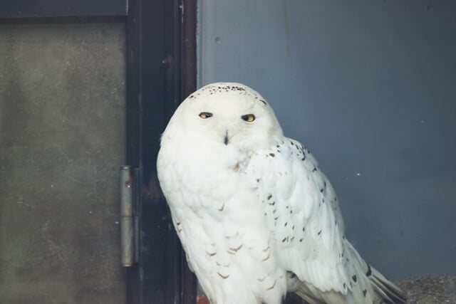 いしかわ動物園の写真7