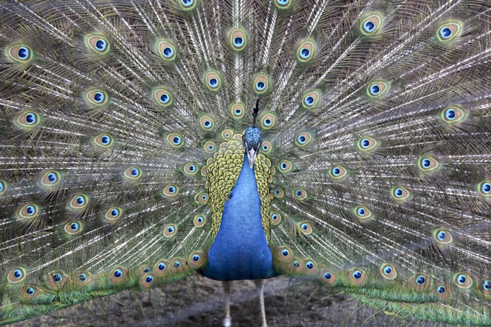 いしかわ動物園の写真8