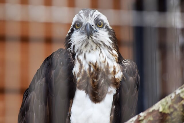 いしかわ動物園の写真9