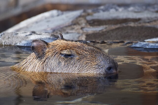 いしかわ動物園の写真10