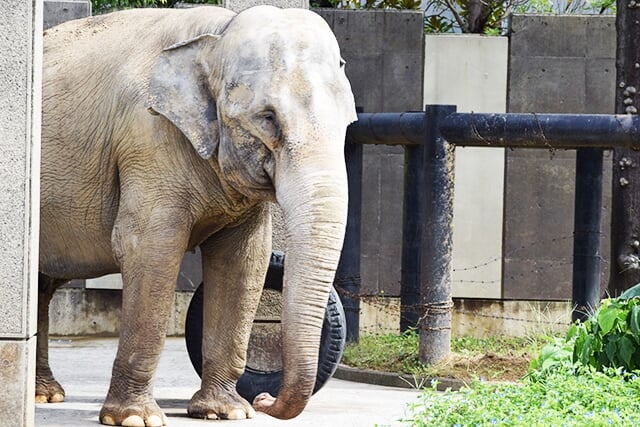 いしかわ動物園の写真1