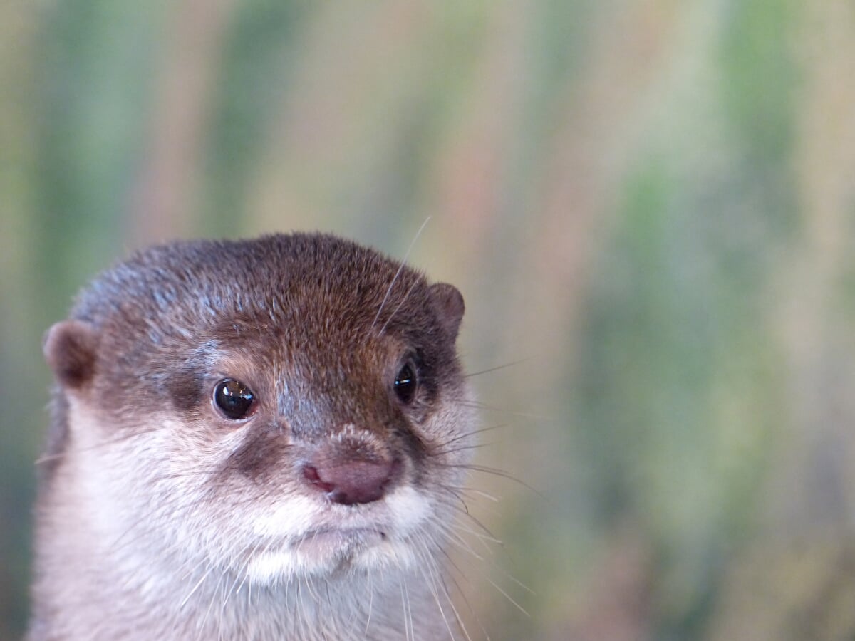 新屋島水族館の写真7