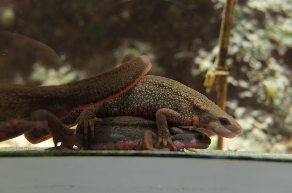 魚津水族館の写真6