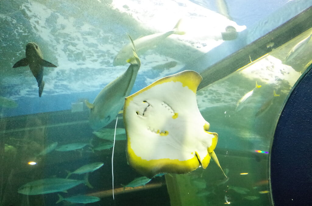 魚津水族館の写真7