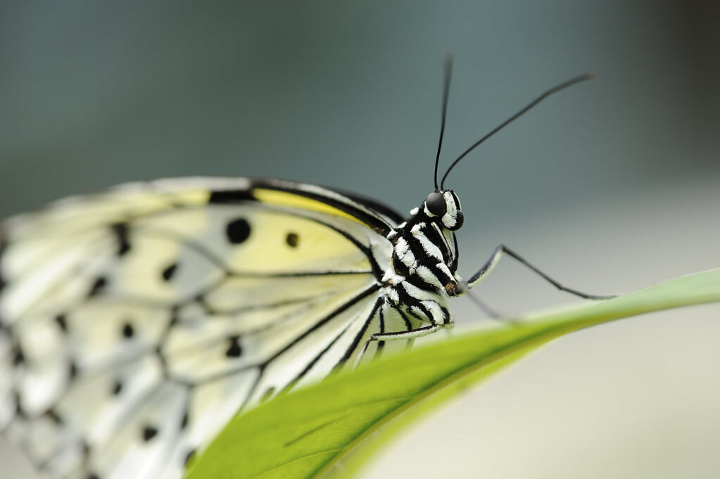 石川県ふれあい昆虫館の写真2