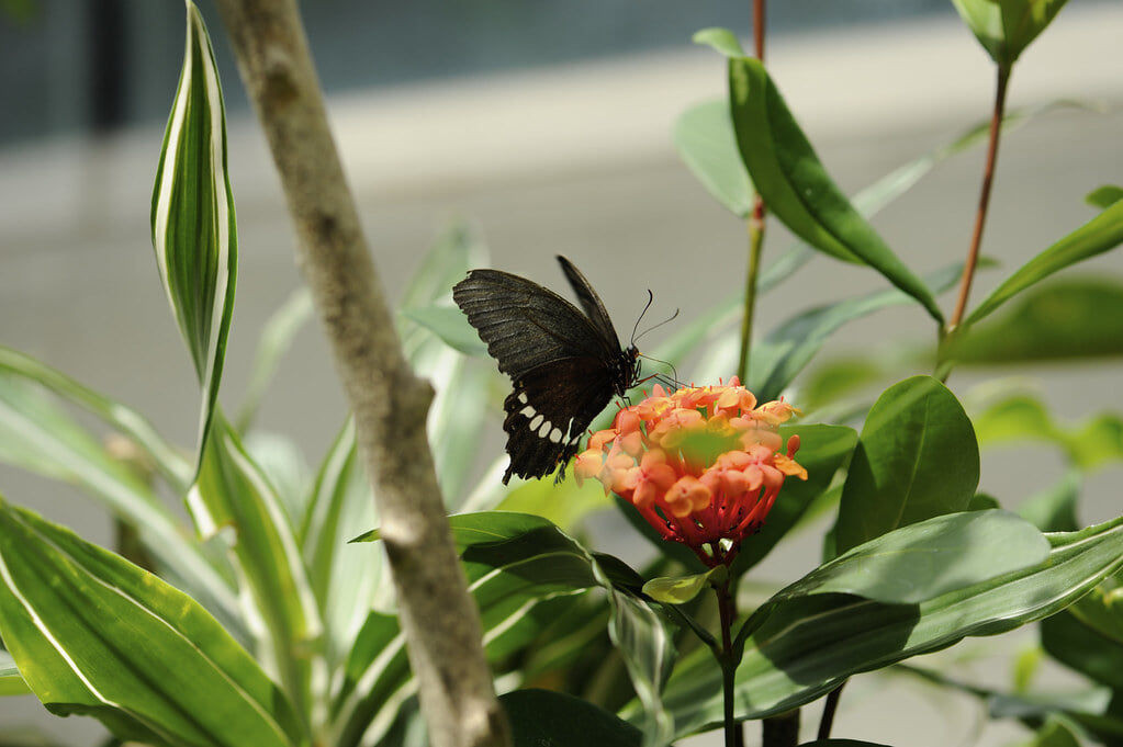 石川県ふれあい昆虫館の写真3
