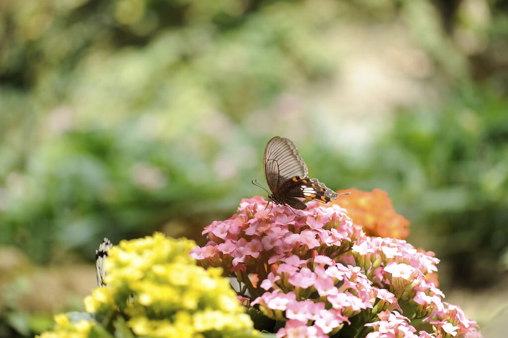 石川県ふれあい昆虫館の写真4