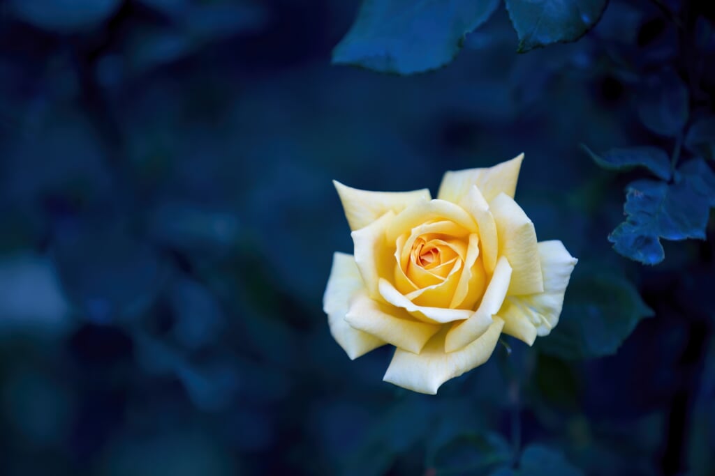 金沢南総合運動公園バラ園の写真2