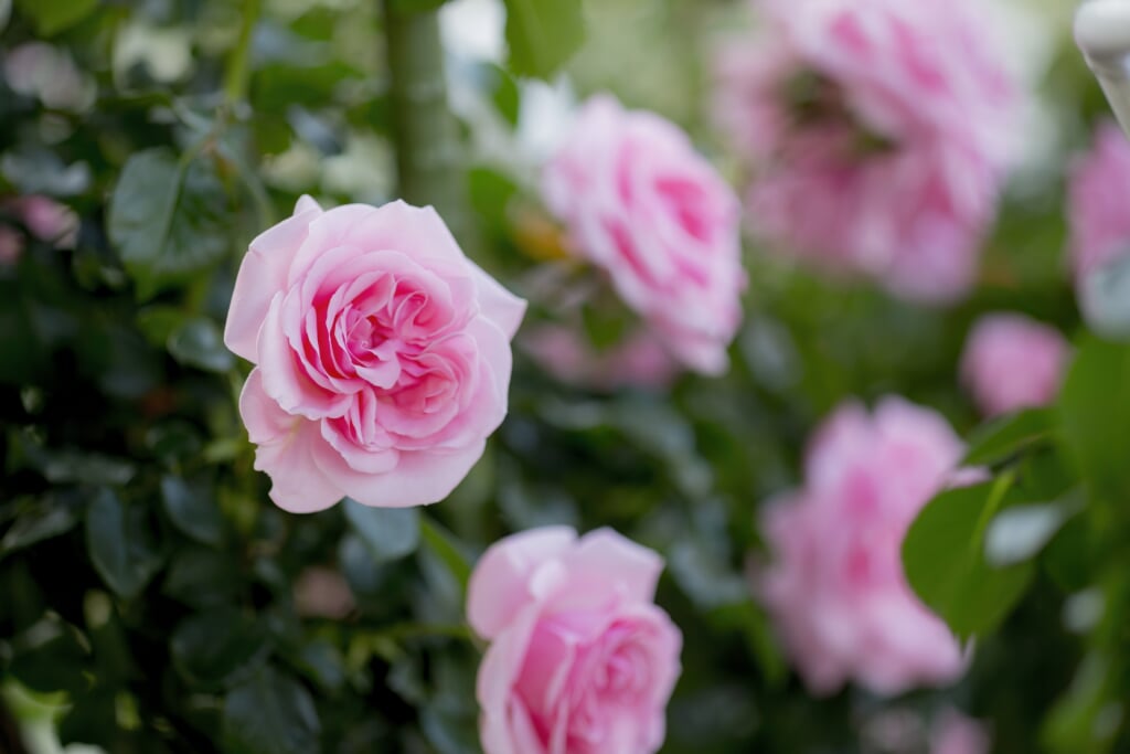 金沢南総合運動公園バラ園の写真3