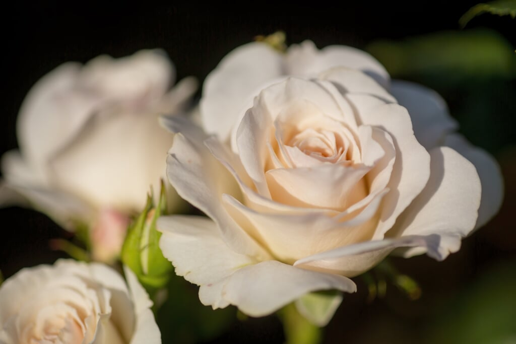 金沢南総合運動公園バラ園の写真1