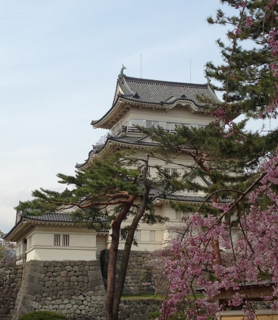 小田原城址公園の写真3