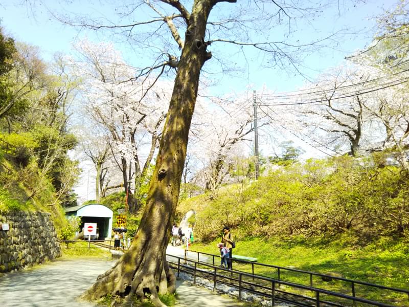 小田原城址公園の写真6