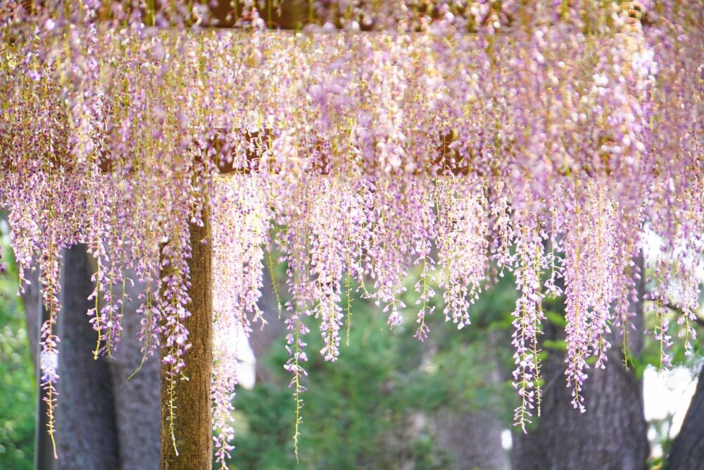 小田原城址公園の写真11