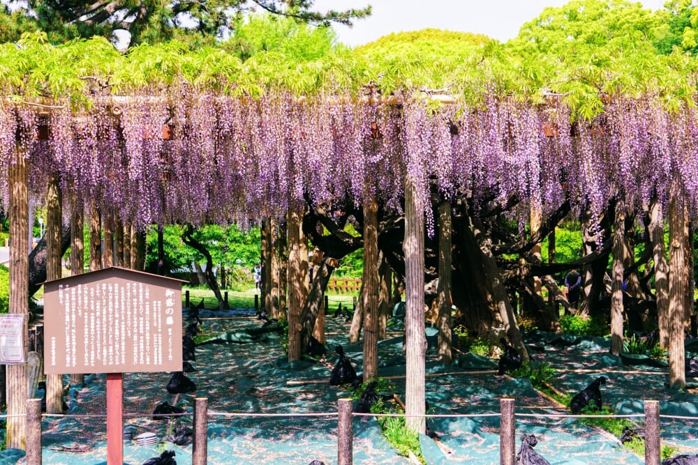 小田原城址公園の写真14