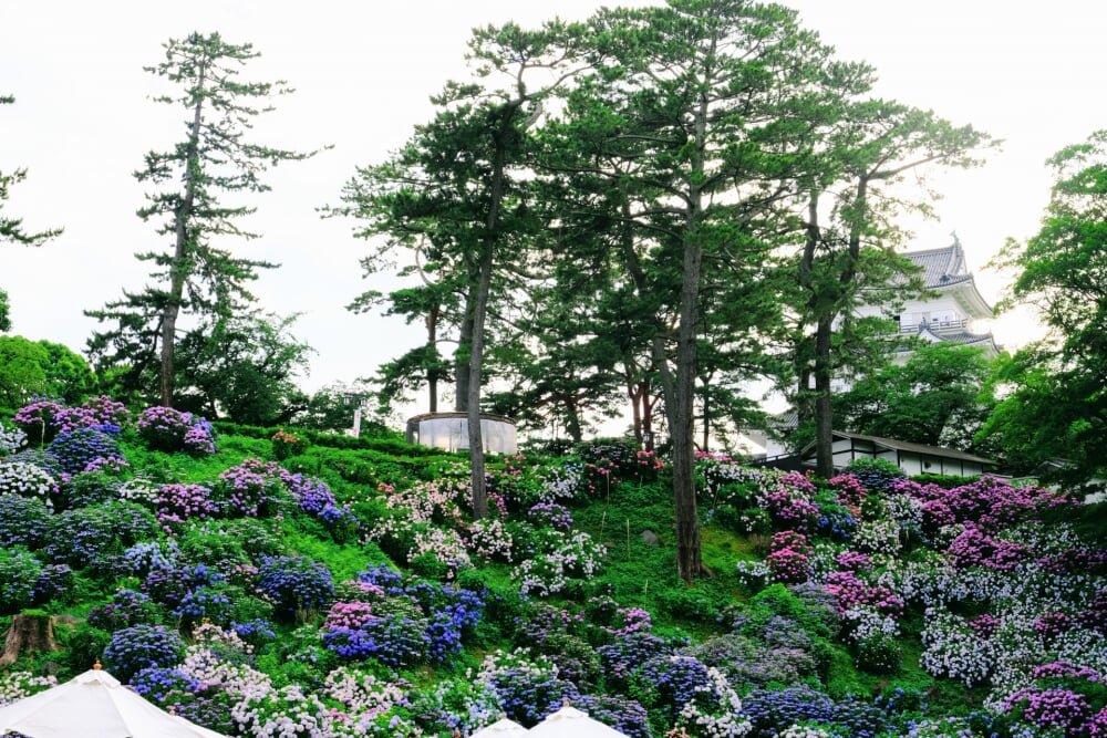 小田原城址公園の写真16