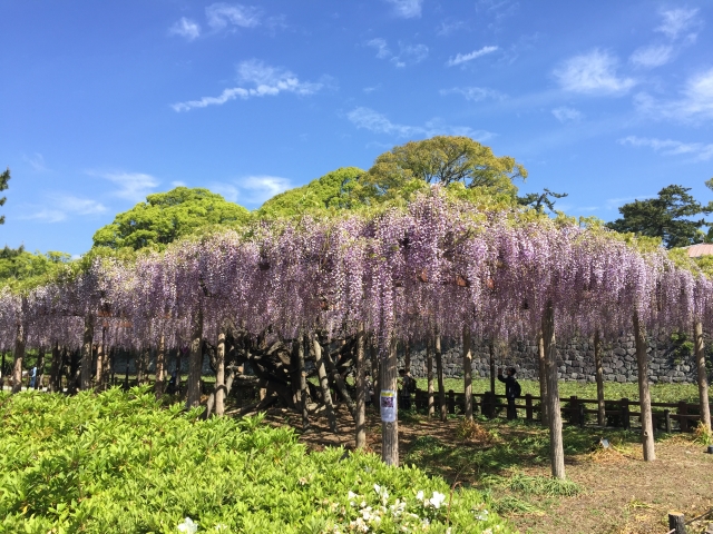 小田原城址公園の写真17